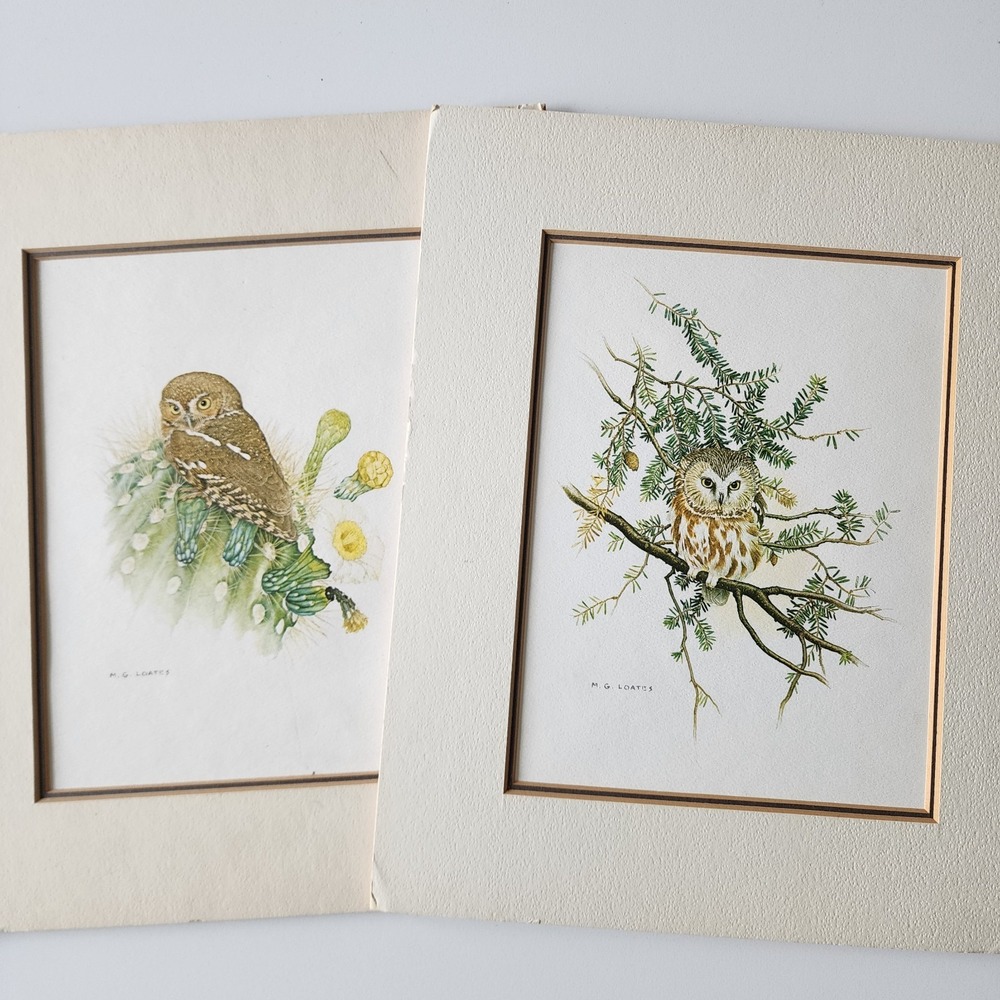 Owl Art Prints Vintage 1977 Saw Whet & Elf Owl By Martin Loates Matted Pictures‎